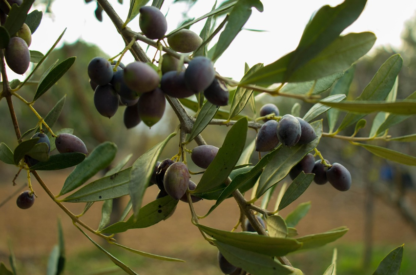 올리브 나무의 모습