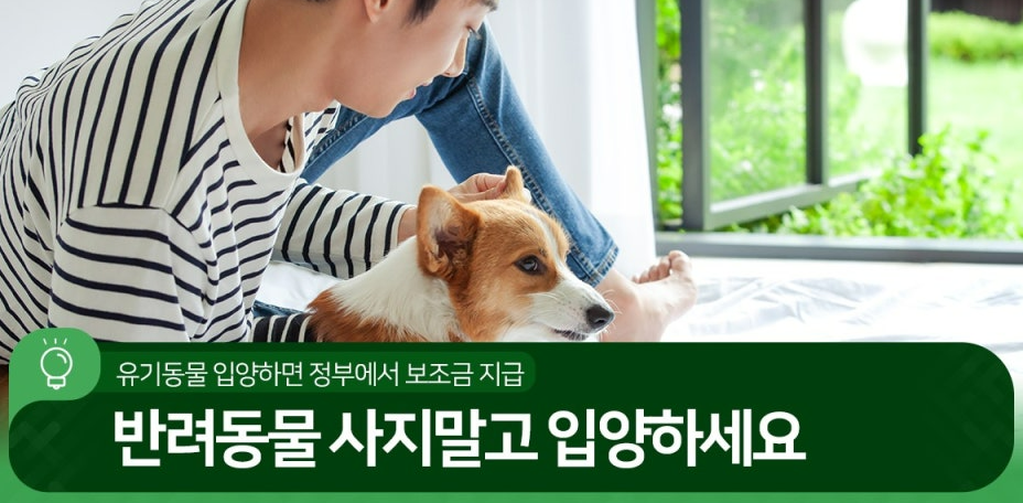 반려동물 입양 관련 사진