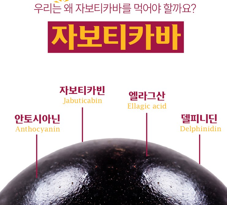 자보티카바 영양성분