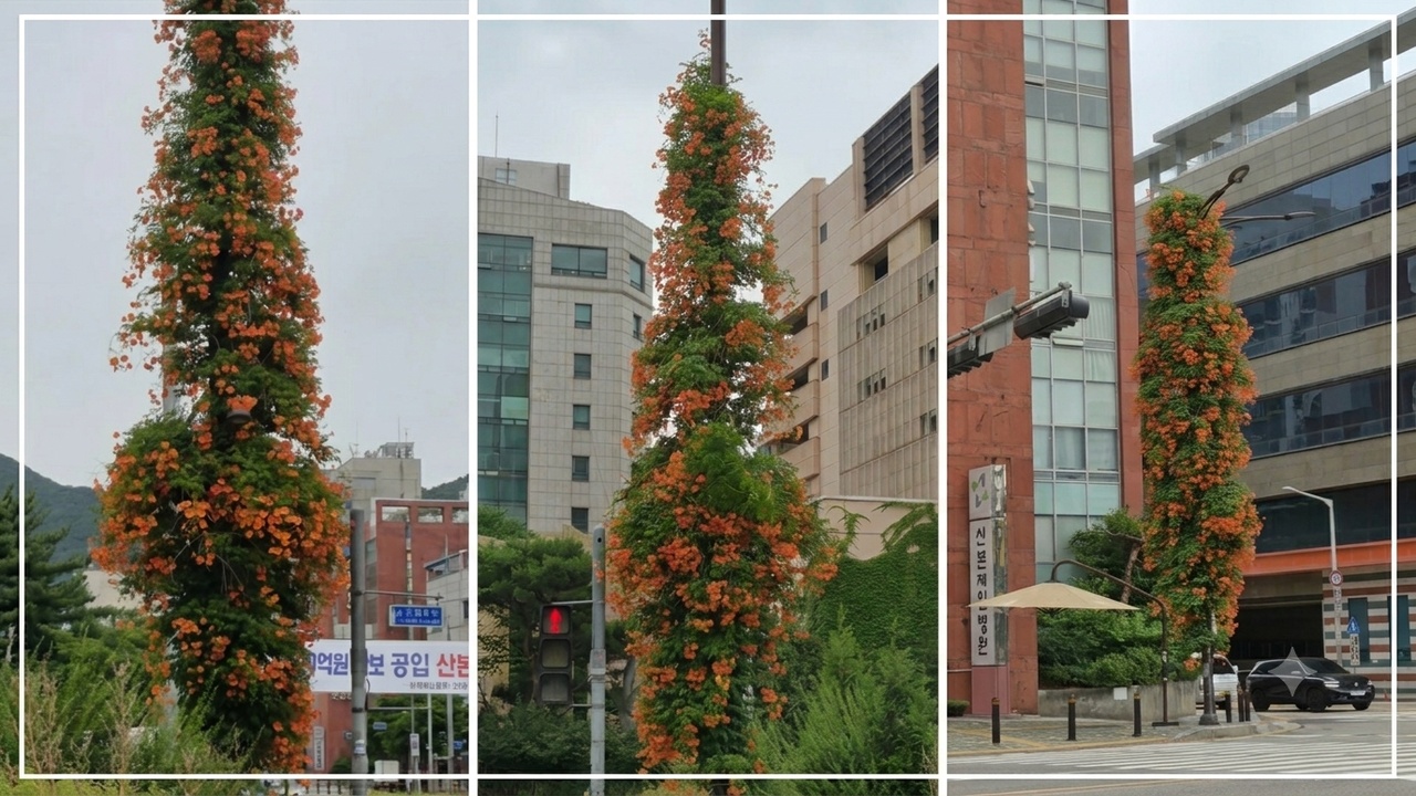 능소화 명소 산본 신도시 산본로 학원가, 이마트, 군포시청