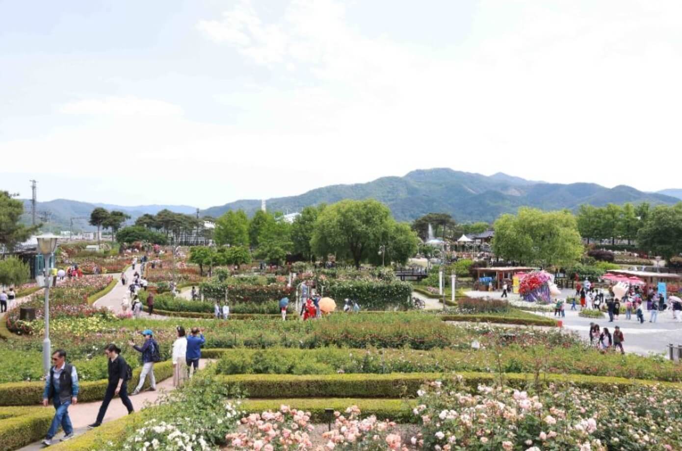 2025 곡성 세계장미축제: