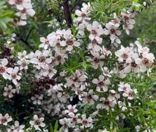 뉴질랜드의 마누카 허브식물