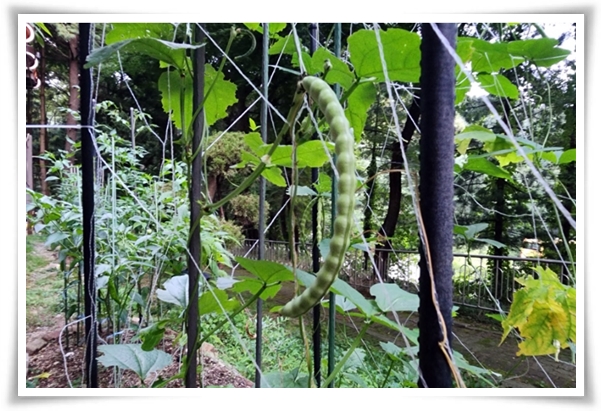 텃밭 "5월, 강낭콩 심으세요!" 콩알 콩알 재미가 톡톡, 쑥쑥 자라는 기쁨!