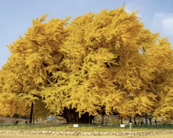 반계리 은행나무_5