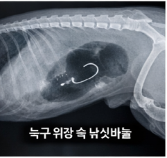대전 늑대 늑구 탈출부터 생포까지