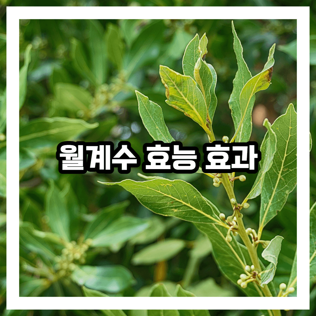 월계수 나무 블로그 썸네일