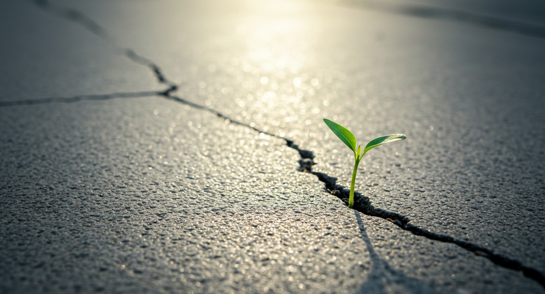 틈 속에 피어난 새싹