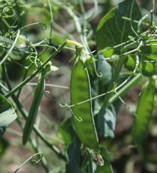 완두콩 효능 부작용 영양성분 먹는법 고르는법
