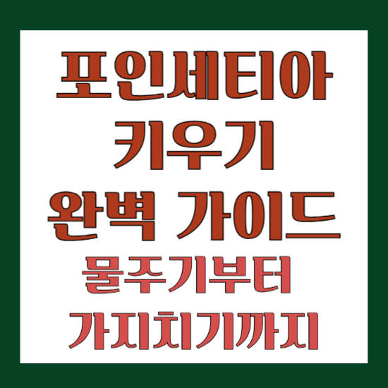 포인세티아 키우기 완벽 가이드