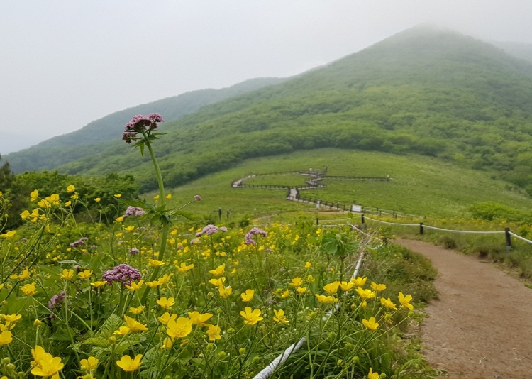 곰배령 예약