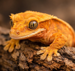 도마뱀 보관신고