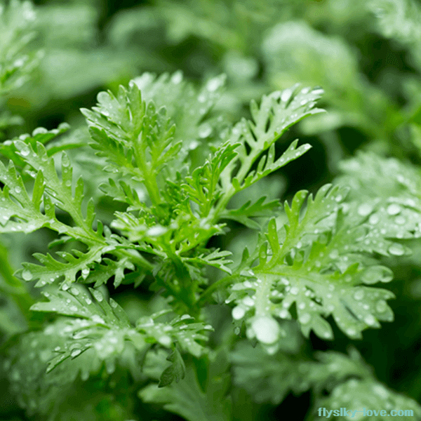 항균작용에 효과적인 개똥쑥