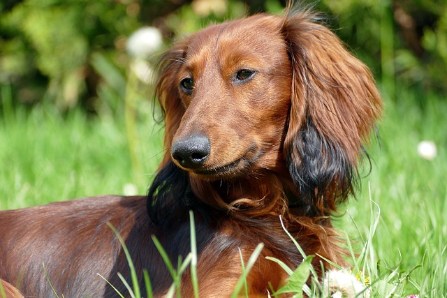 롱헤어 닥스훈트 (Long Hair Dachshund)