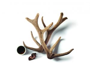 녹용의 효능효과