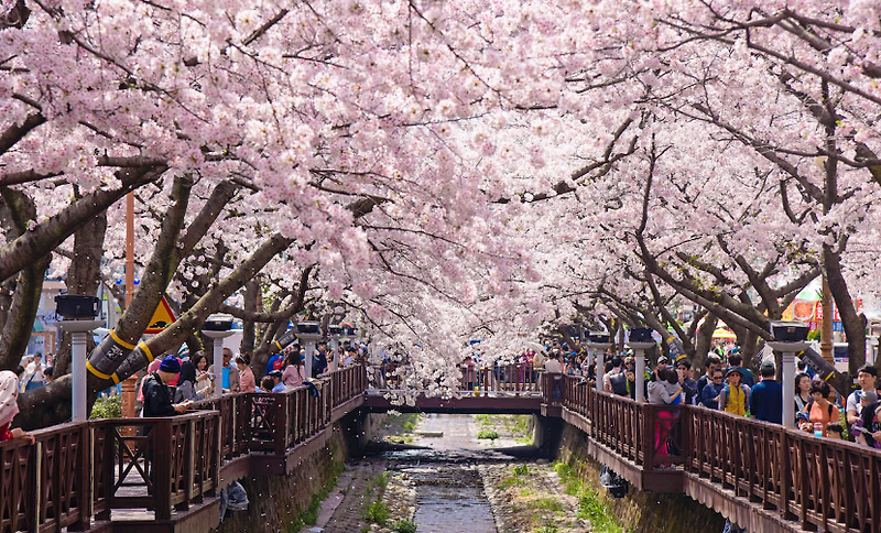 진해군항제 2025, 벚꽃 미쳤다! 지금 당장 떠나야 할 이유 TOP 10