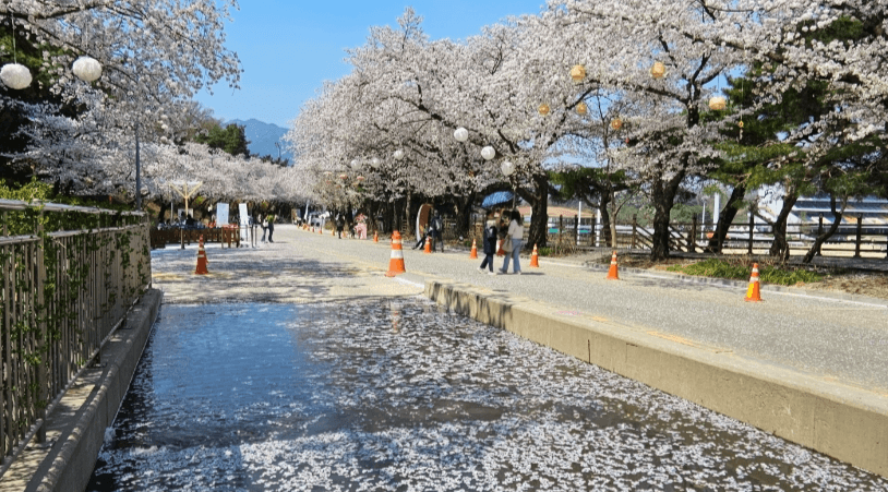 벚꽃 축제 일정