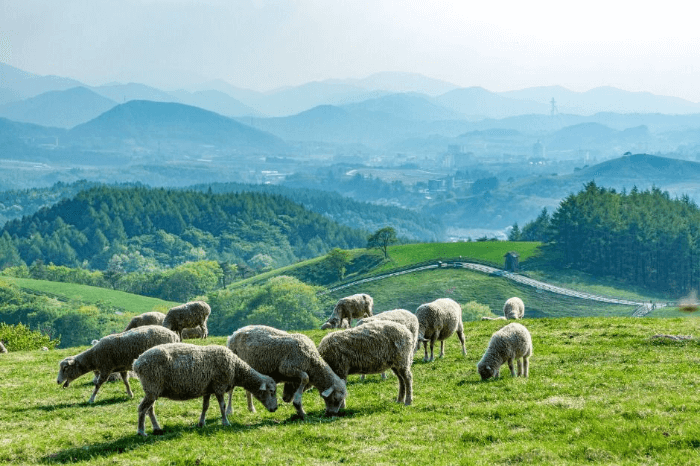 대관령-양떼목장