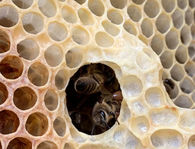 프로폴리스 효능