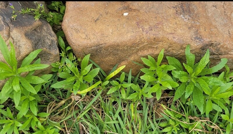 잡초-개망초-사진