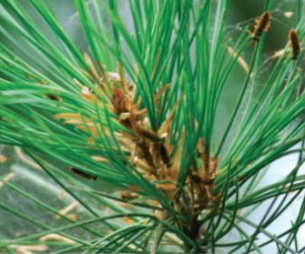 잣나무넓적잎벌