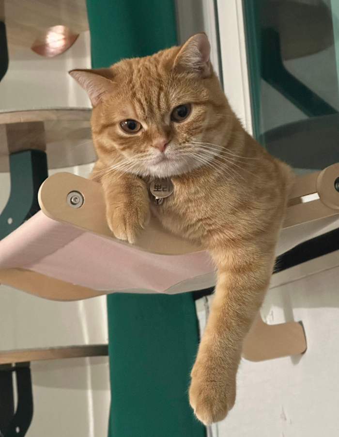 귀여운 고양이 이름