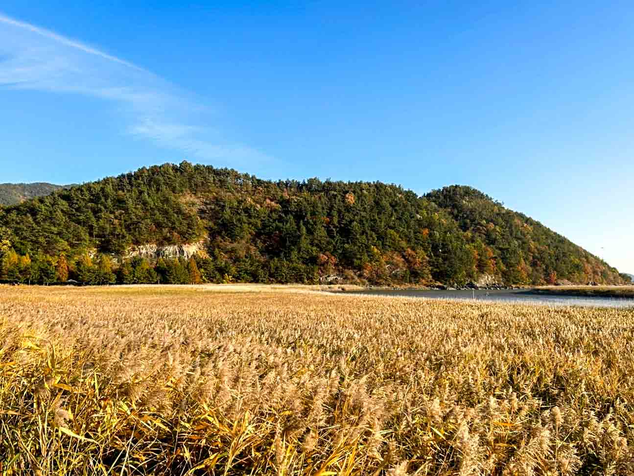순천만습지 갈대