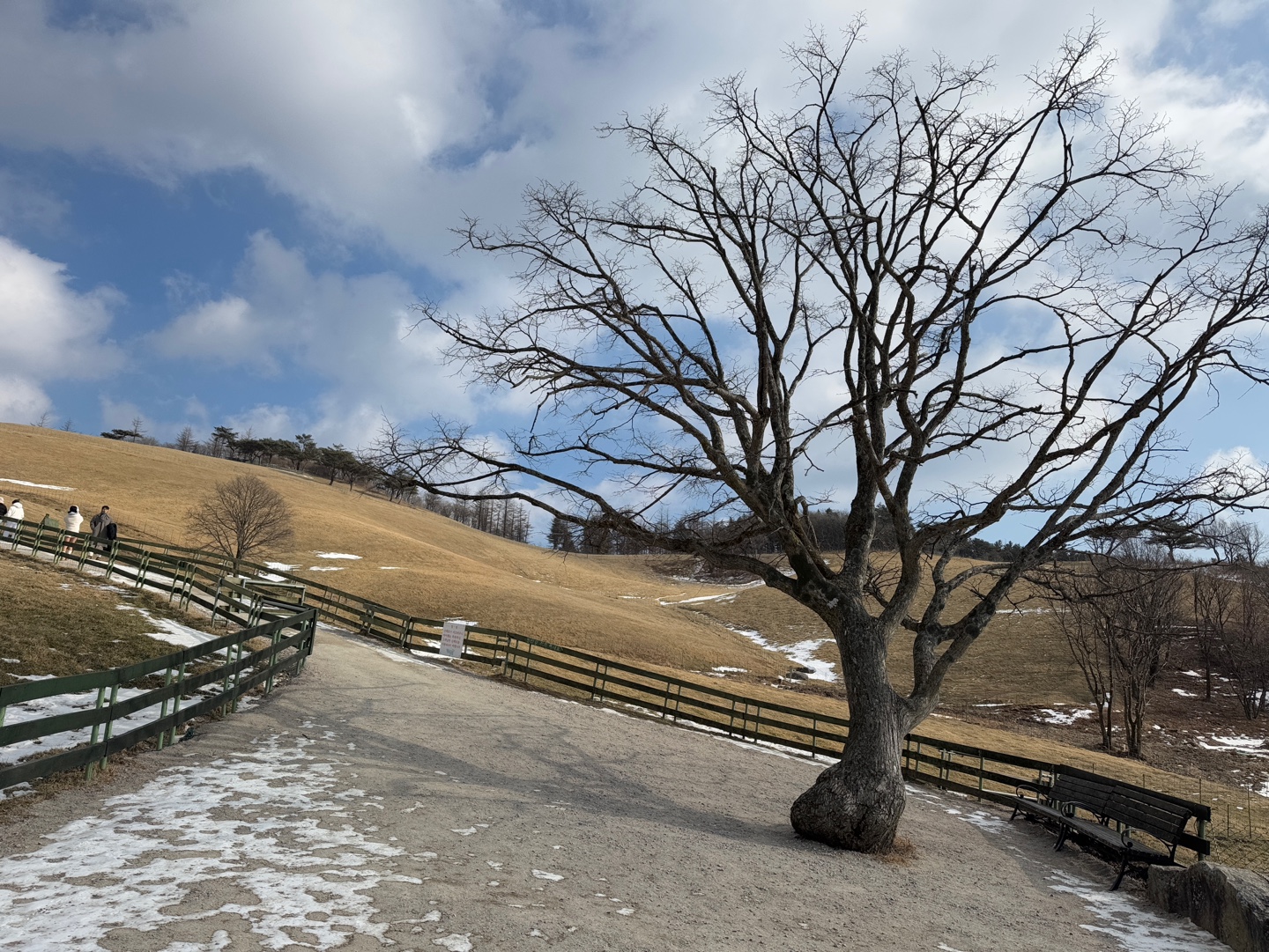 대관령 양떼목장