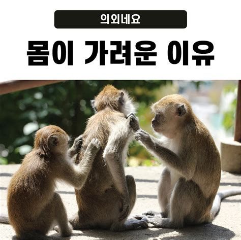 몸이 가려운 이유