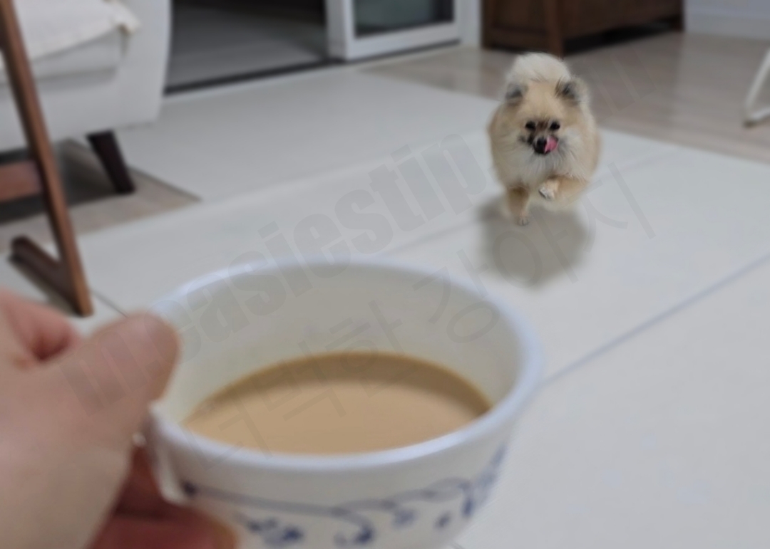 펫밀크를 향해 달려오는 강아지