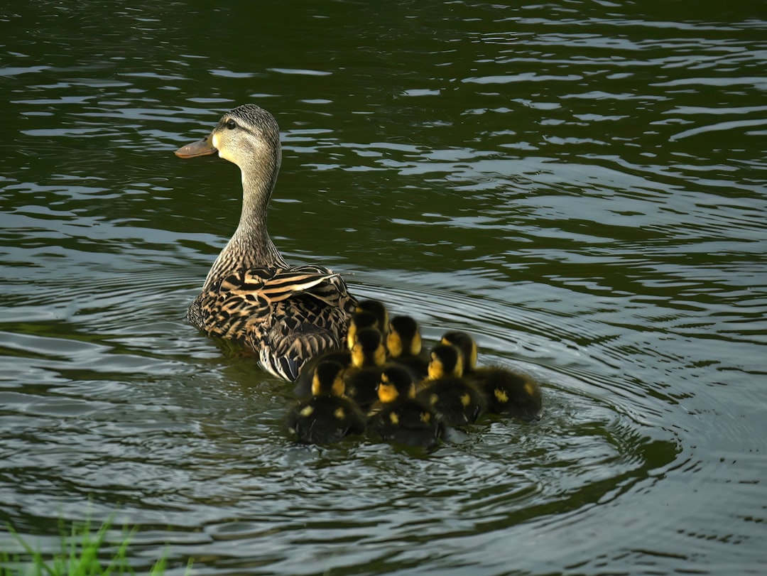 Maternal