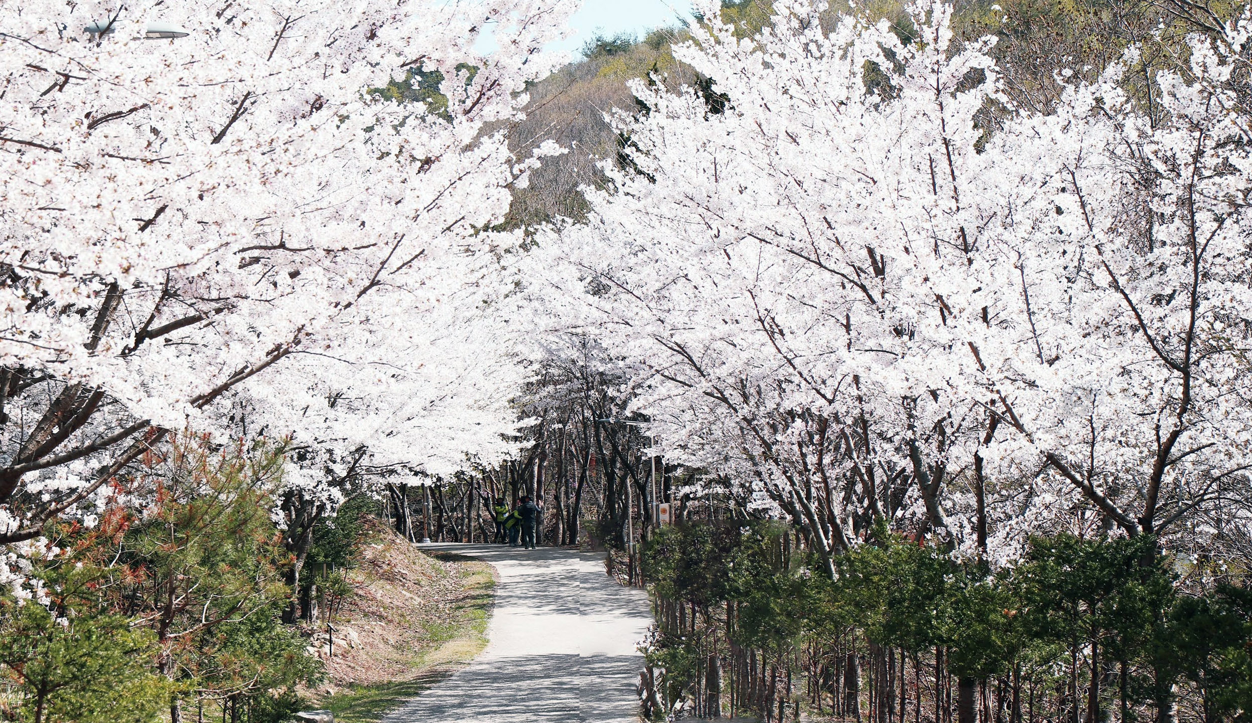 국립용현자연휴양림