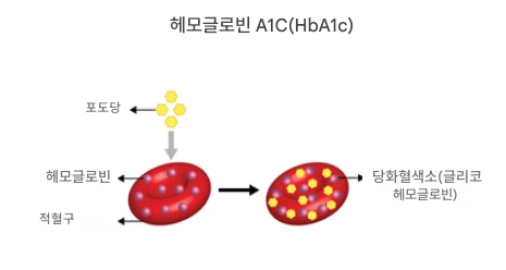 당화혈색소에 대한 이미지 설명