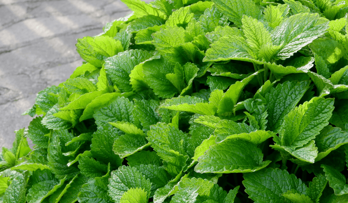 당뇨에_좋은_약초_11