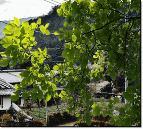 느릅나무 효능 및 특성, 활용법과 주의점