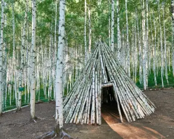 인제 자작나무숲_29