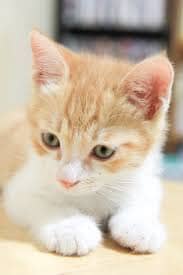 고양이 나이 게산법