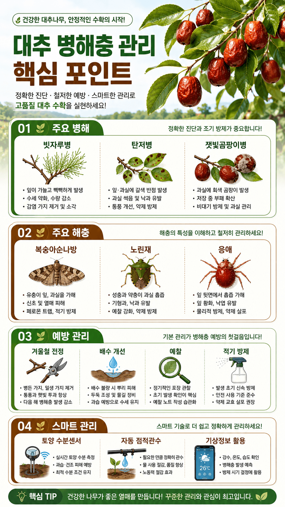 대추병해충관리 핵심 포인트 인포그래픽