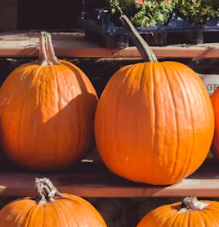 단호박 효능 부작용 영양성분 고르는법 칼로리