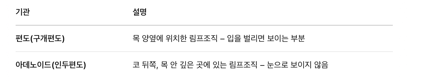 편도 & 아데노이드란?