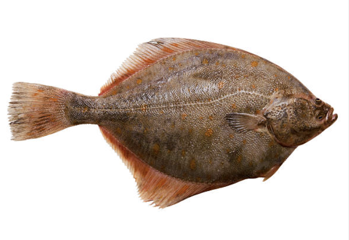 4월 23일 6시내고향 (키조개 요리&amp;#44; 장흥 수목원&amp;#44; 청태전&amp;#44; 효소 찜질&amp;#44; 부안 꽃게장 밀키트&amp;#44; 당진 도다리&amp;#44; 하동 참취) 정보