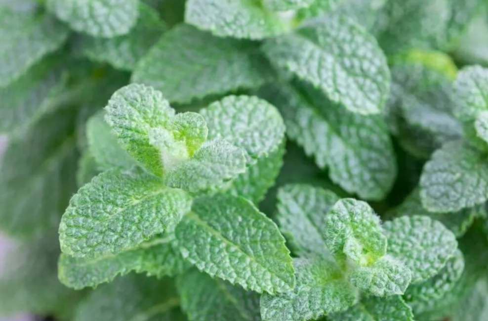 🍏 애플민트에 사과는 없다? : 허브 이름의 숨은 이야기와 향기처럼 스며든 문화