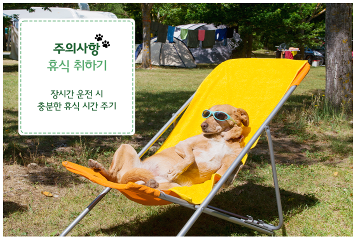 편안하게 이동하는 강아지 모습