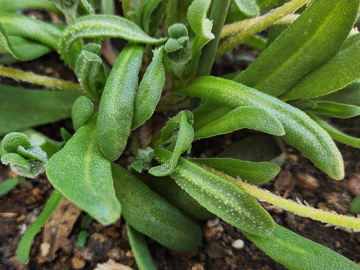 리빙스턴데이지 Livingstone Daisy