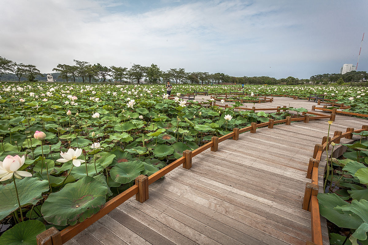 강릉 경포생태습지 연꽃길
