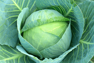 양배추효능09