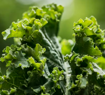 백내장에 좋은 음식 영양제 식단