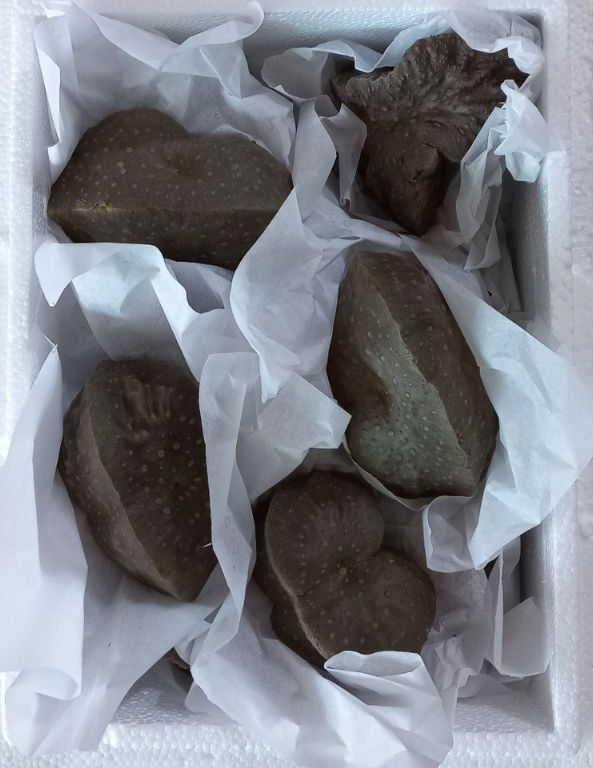 청양 미소농원 하늘마(열매마)