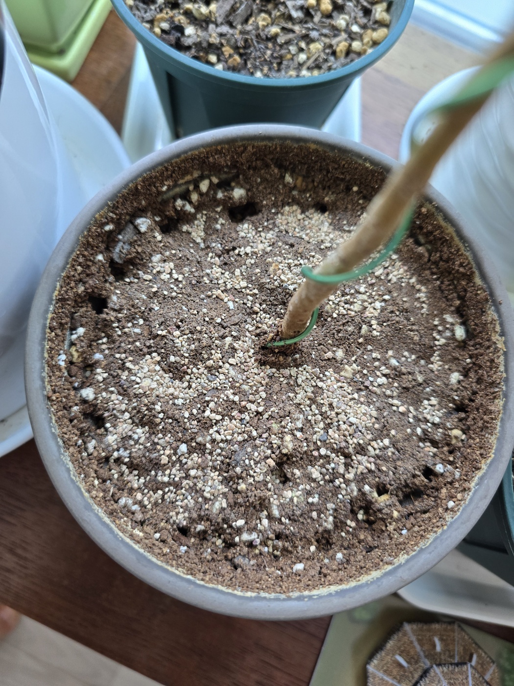 물주기전이라 화분에흙이 말라있어요. 총진싹을 뿌려주고 물을줄거에요.