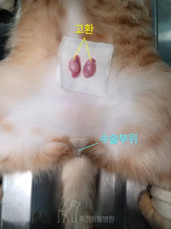 고양이 중성화 비용 수술시기 관리_2
