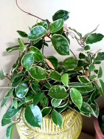 호야 키우기 꽃피우기 번식법 알고 물주기_24